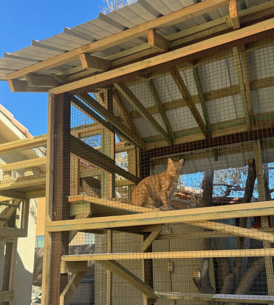 Orange tabby cat sitting on a wooden platform inside a large, roofed catio with multiple levels and open mesh sides.