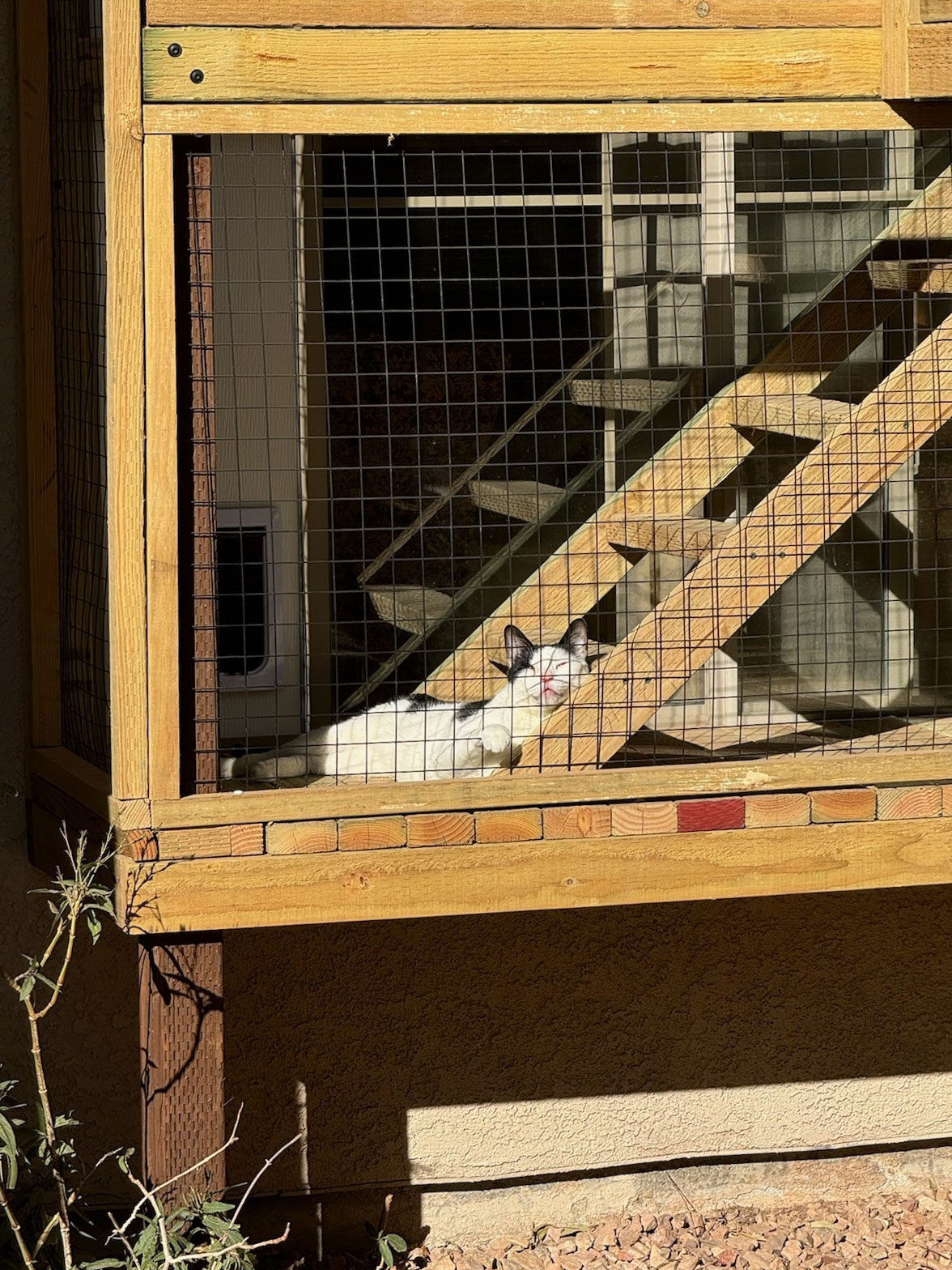Black-and-white cat lying in the sun on a wooden ramp inside a mesh-enclosed catio attached to the side of a house.