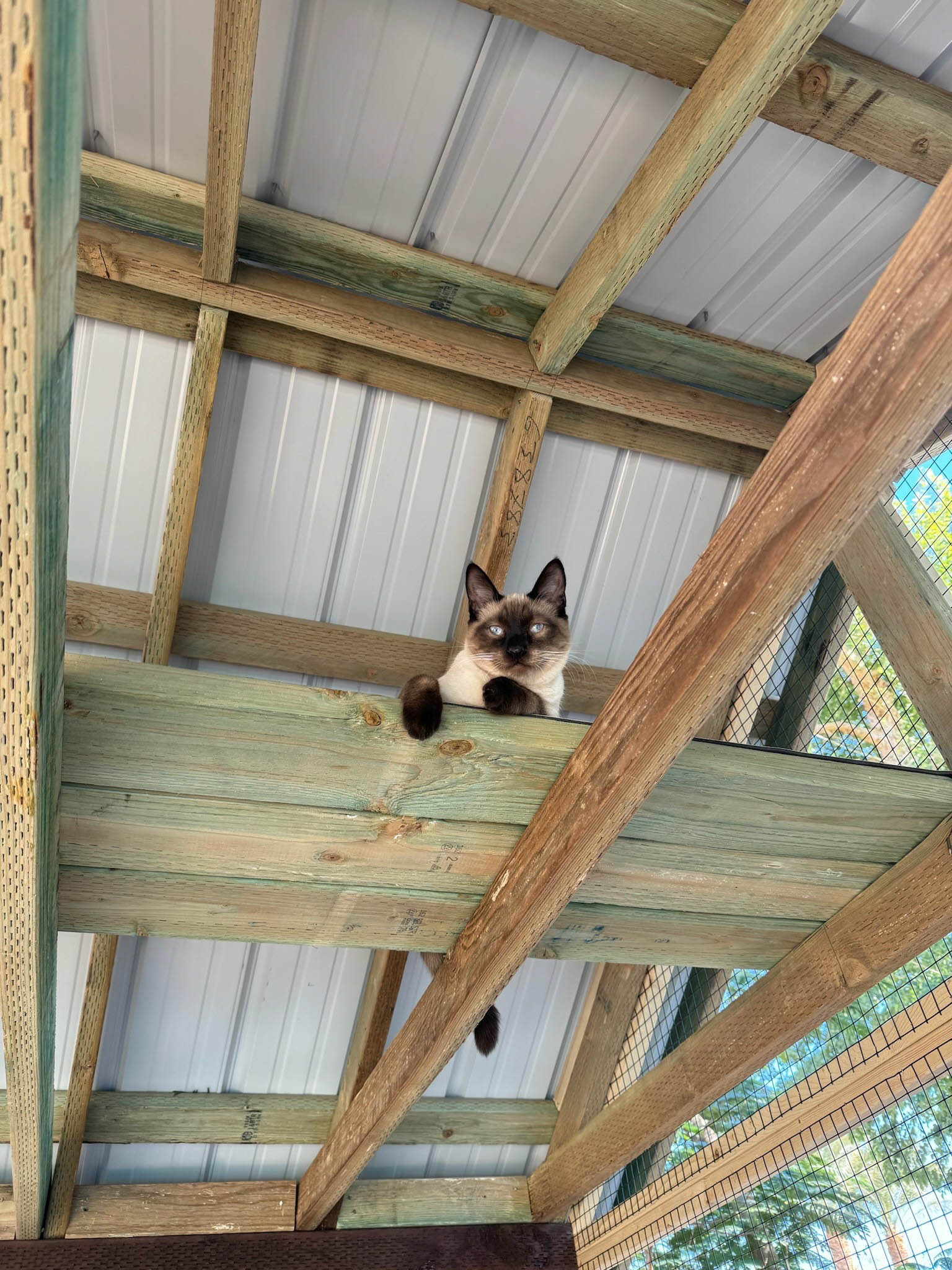 Siamese cat peeking over a high wooden beam inside a roofed catio structure with open rafters and mesh siding.