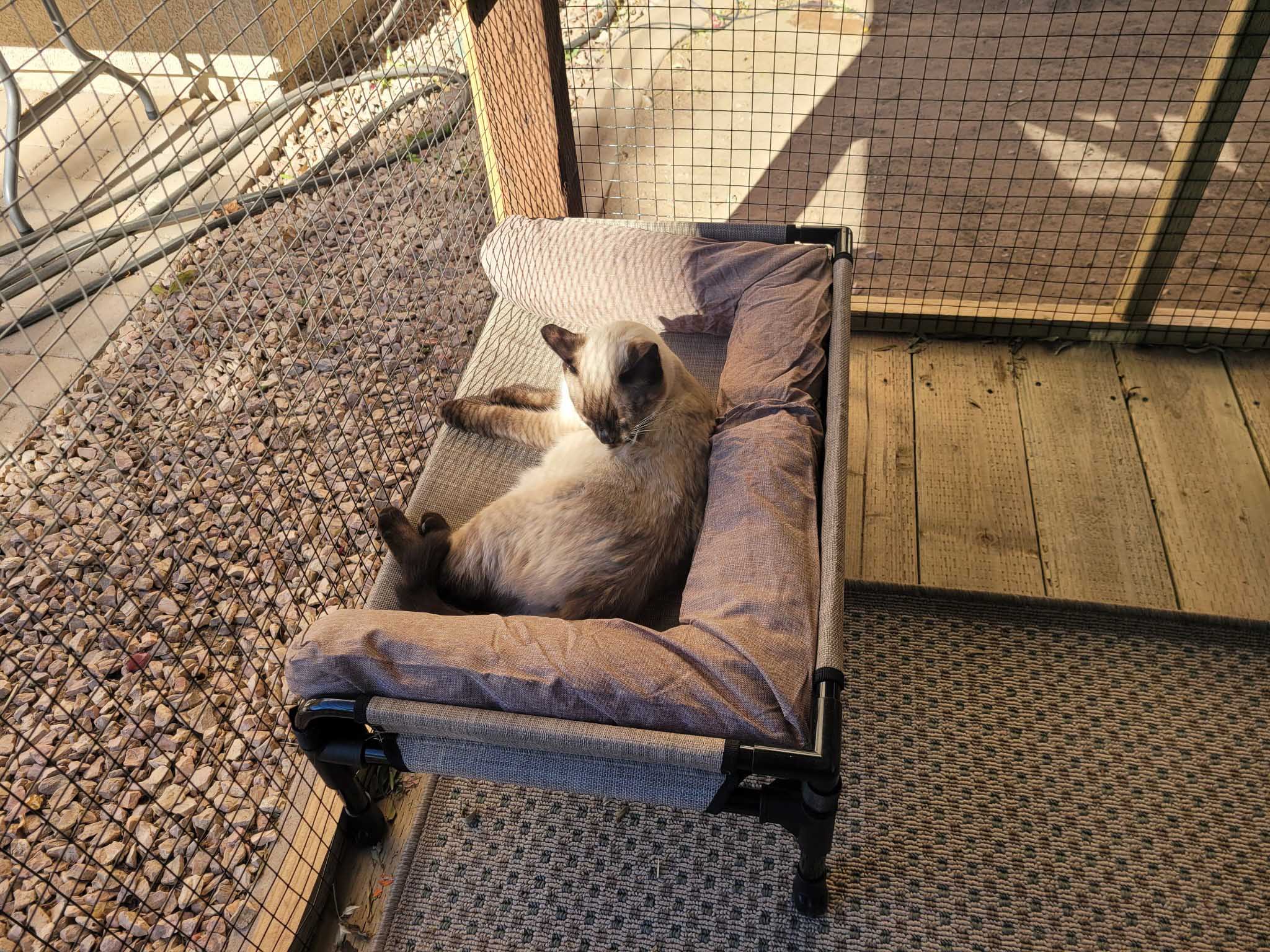 Siamese cat grooming itself while lying on a padded pet cot inside a wooden-floored catio with mesh fencing and outdoor views.