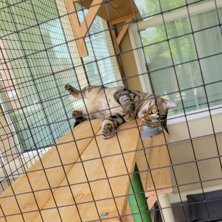 Tabby cat lounging on a wooden platform inside a custom small catio with mesh walls and green outdoor views.