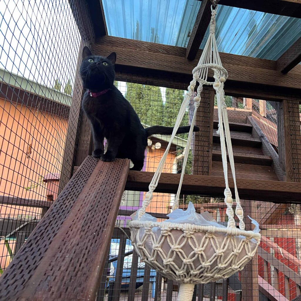 Black cat perched confidently on a brown ramp inside a custom outdoor catio with wood framing, a hanging macramé hammock, and a clear roof for sunlight.