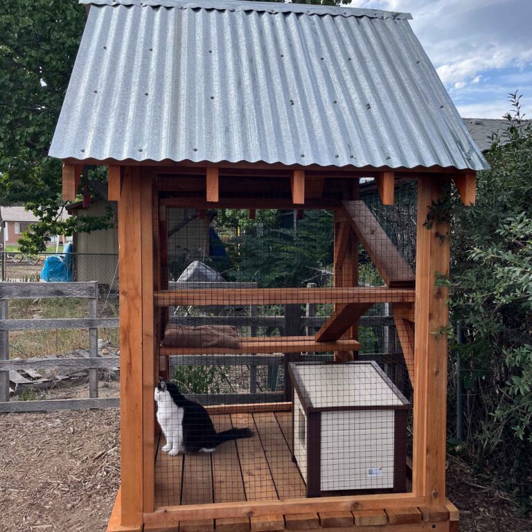 Black and white cat sitting inside a wooden catio with a metal roof and enclosed wire mesh walls.