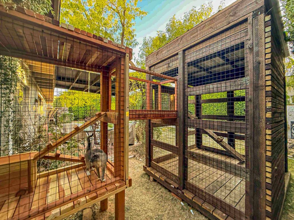 Gray cat standing inside a secure outdoor catio with natural wood framing and a ramp leading to a large, shaded enclosure.