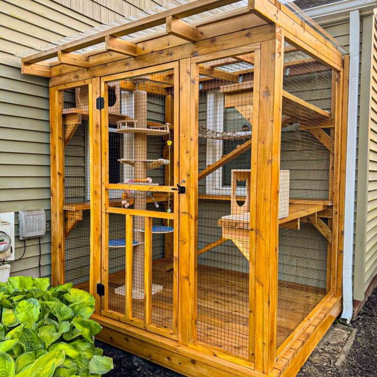 Cat enclosure with climbing shelves and toys