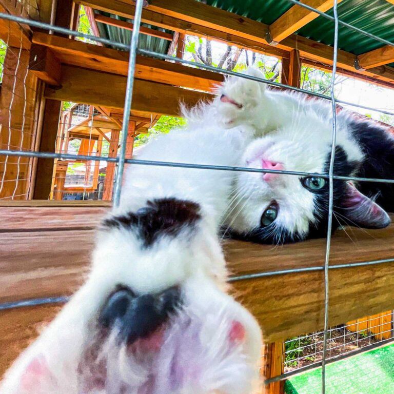 Cat lounging upside down inside a catio