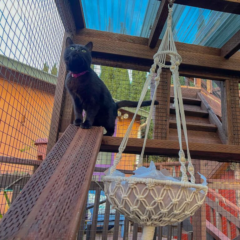 Black cat with green eyes sitting near a macrame plant hanger inside a multi-level wooden catio.