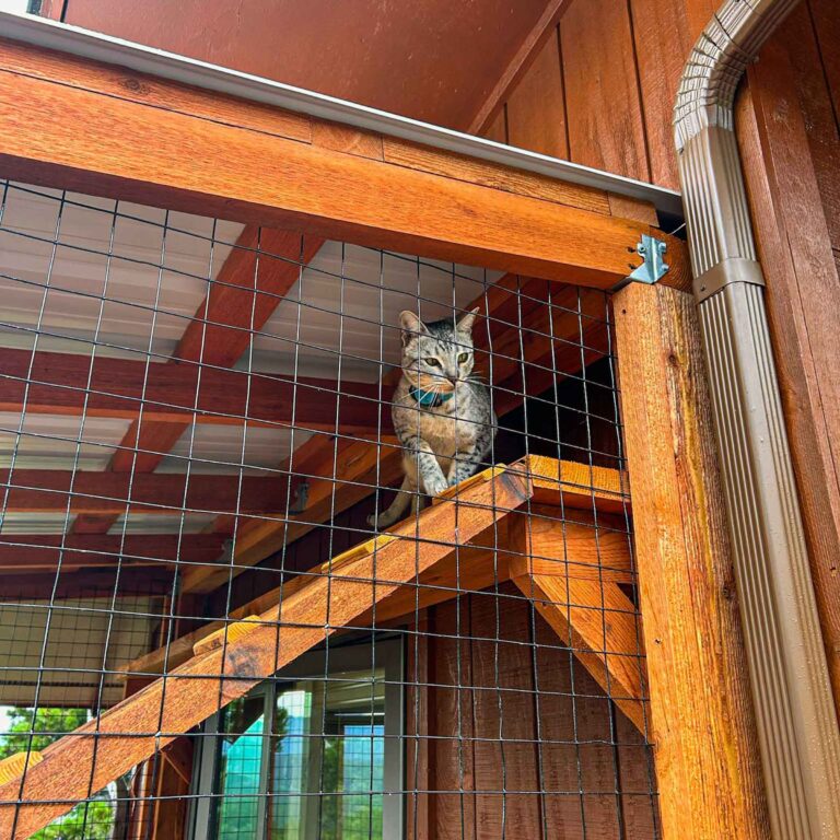 Cat sitting on upper shelf under catio roof