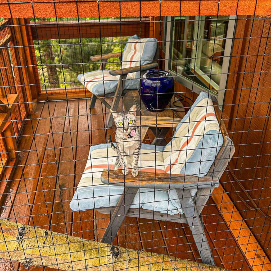Cat licking nose while sitting on chair inside catio