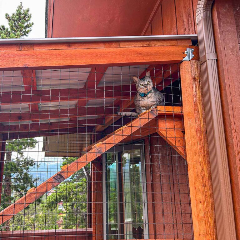 Cat sitting on upper shelf of outdoor catio with mountain view