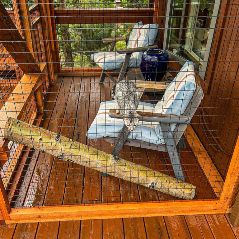 Cat perched on patio chair inside enclosed catio