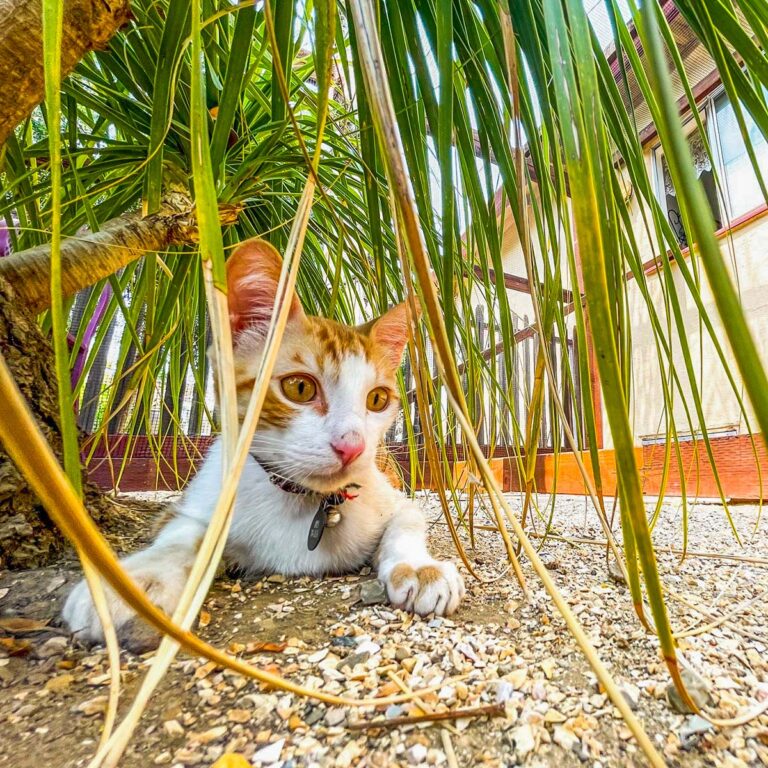 Orange-and-white cat lying under a palm-like plant in an outdoor catio.