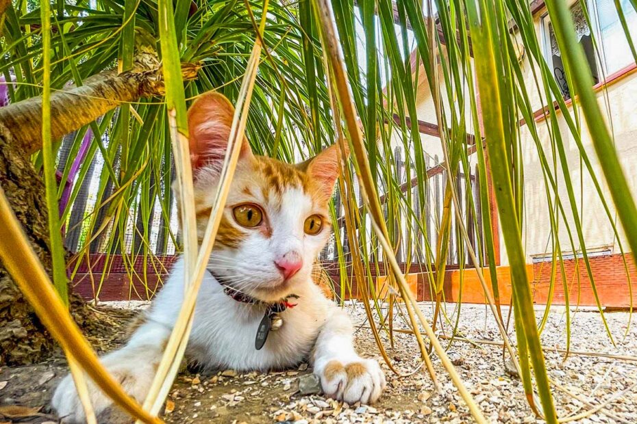 Orange-and-white cat lying under a palm-like plant in an outdoor catio.