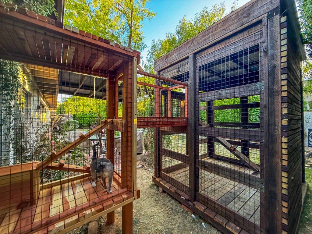 Outdoor custom catio in Glendale, AZ featuring a large wooden structure with ramps and multiple enclosures, connected by a tunnel, with a gray cat exploring inside.