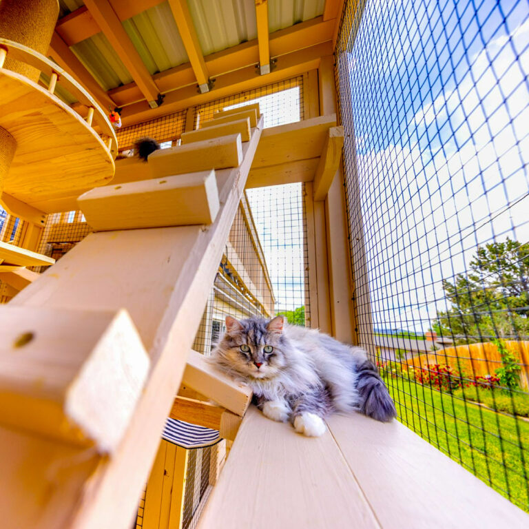 Fluffy gray and white cat lounging inside a large wooden catio with climbing ramps and play structures.