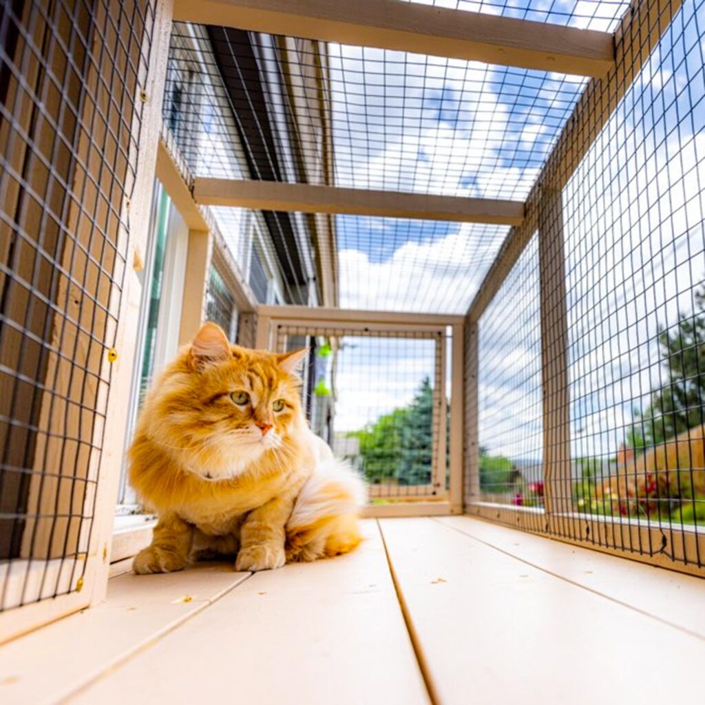 Fluffy orange cat sitting inside a spacious white tunnel catio attached to a house.