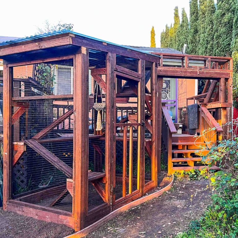 Large custom catio with tall enclosure and elevated tunnel entry from back deck.