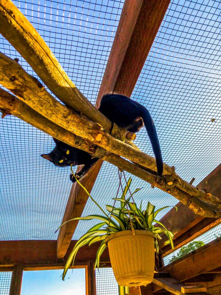 Black cat perched on a wooden branch inside a custom catio in Escondido, CA, looking down at a hanging potted plant.