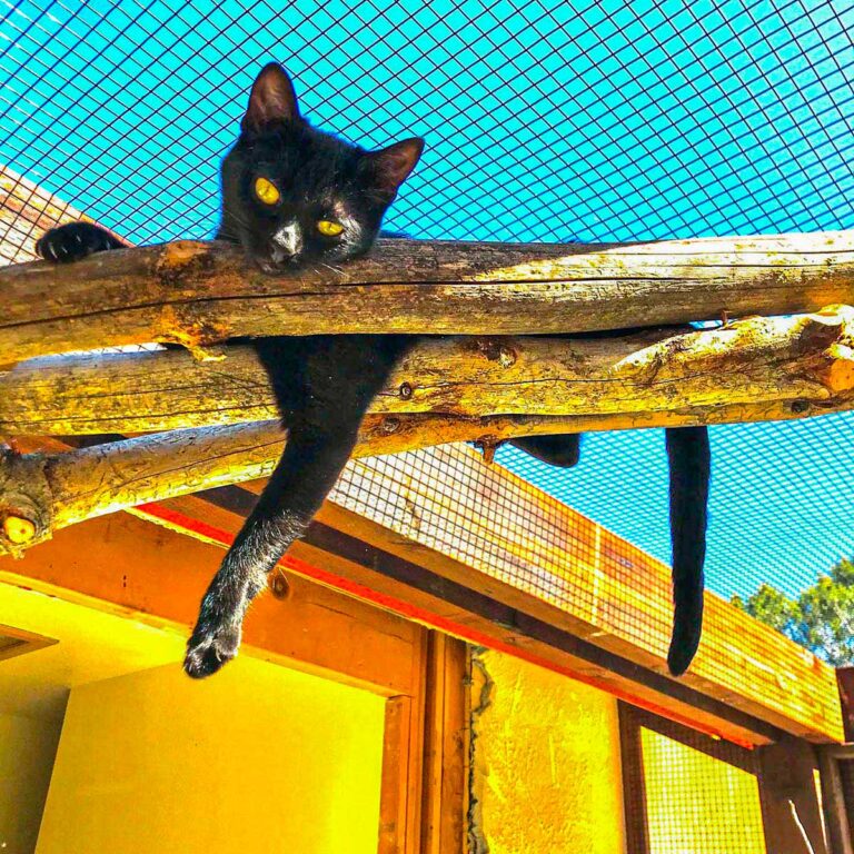 Black cat lounging on a wooden branch inside a sunny outdoor catio.