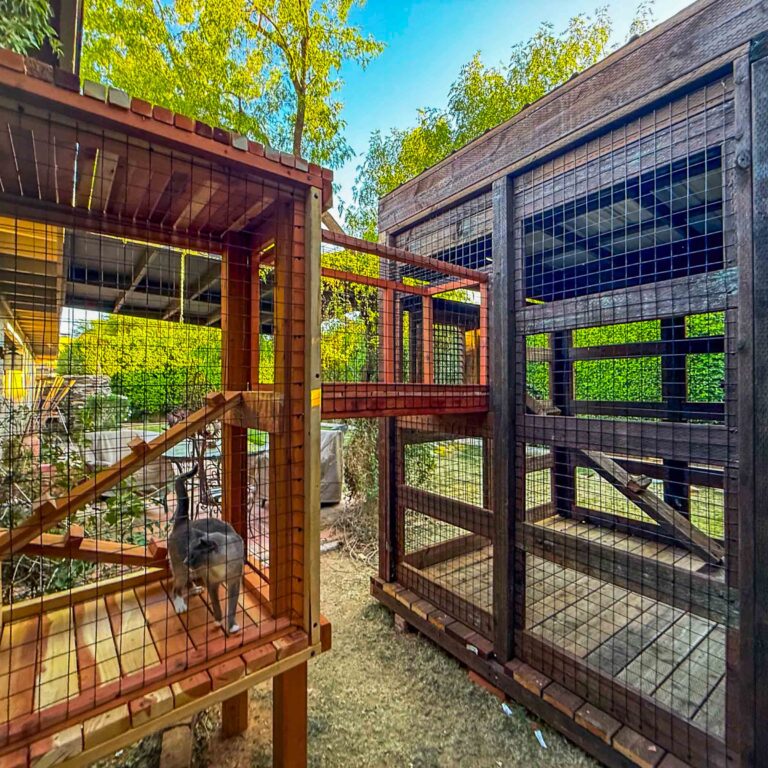 Dual catio enclosures connected by tunnel with cat inside one section.