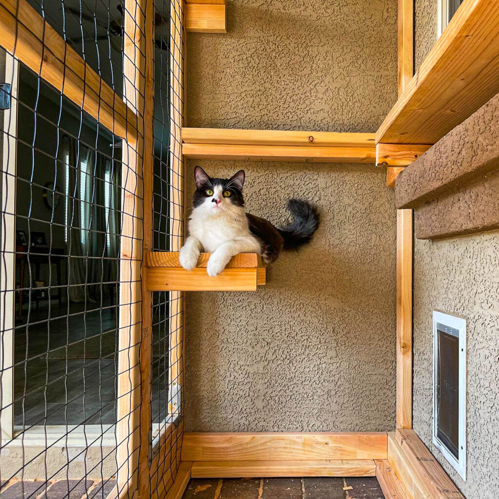 Black-and-white cat lounging on a wooden platform in a vertical catio.