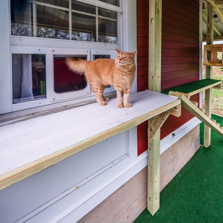 Fluffy orange cat standing on a custom outdoor shelf connected to a catio with a window entry.