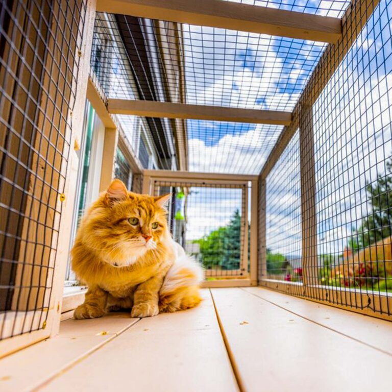 Fluffy orange cat sitting inside a long, enclosed outdoor tunnel catio.