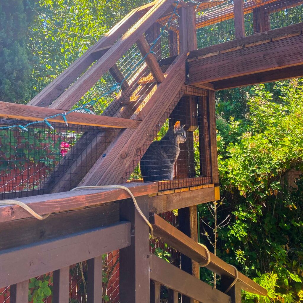 Gray cat inside an elevated angled wooden catio tunnel with mesh sides, surrounded by lush green foliage.