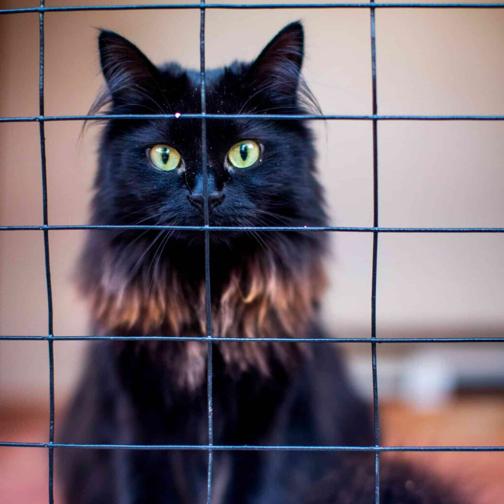 Long-haired black cat with striking green eyes peering through wire mesh.