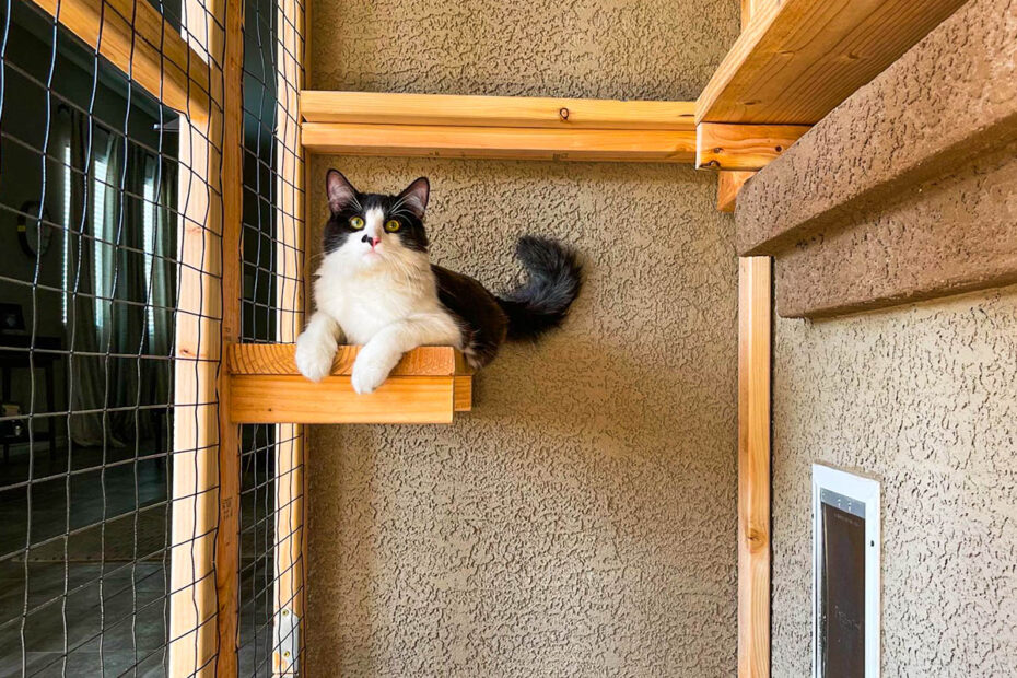 Black and white cat perched on a wooden shelf inside a catio with wall-mounted climbing platforms.