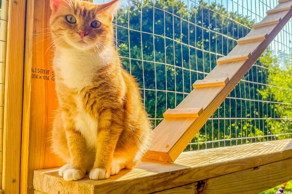 Orange tabby cat sitting on a wooden platform inside a sunny custom-built outdoor catio, with a ramp leading upward in the background.