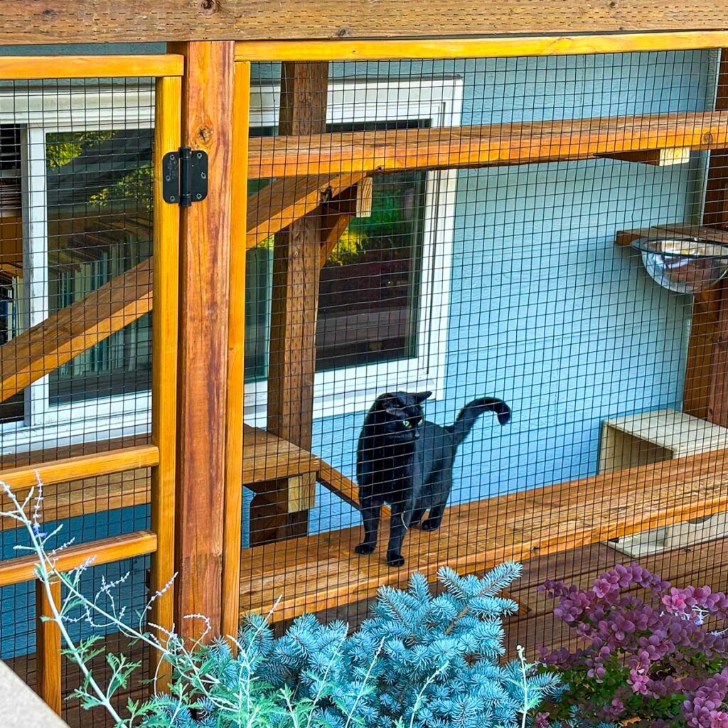 Black cat standing inside a window catio enclosure with wooden platforms and secure mesh walls.