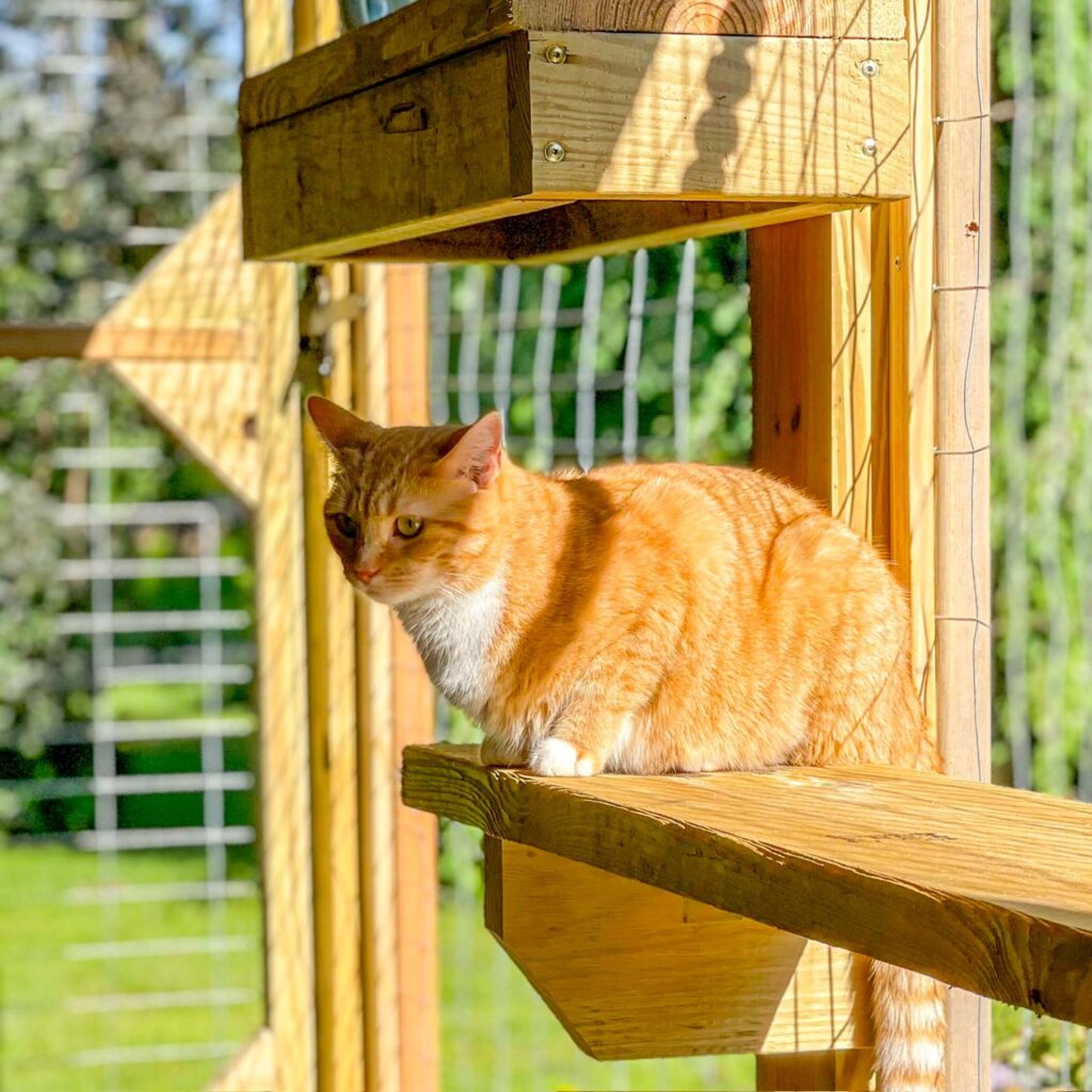 Orange tabby cat perched on a wooden platform in a sunlit custom catio.