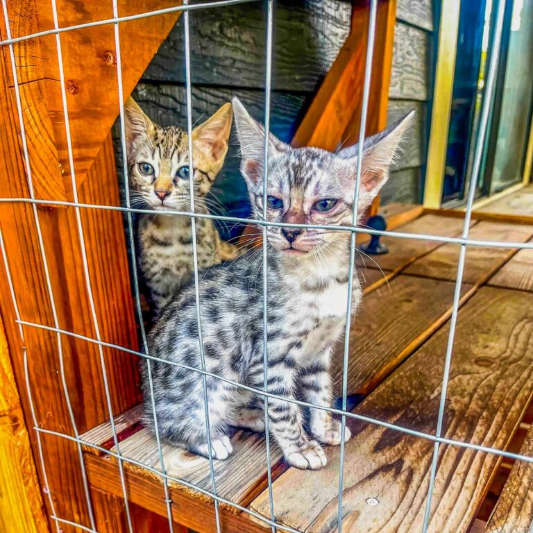 Two spotted kittens sitting behind a wire mesh in a wooden outdoor catio.