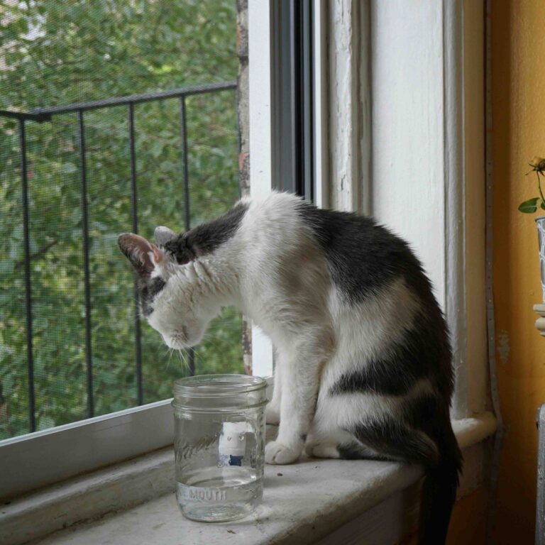 Black and white cat looking down at a nearly empty glass jar while sitting on a windowsill.