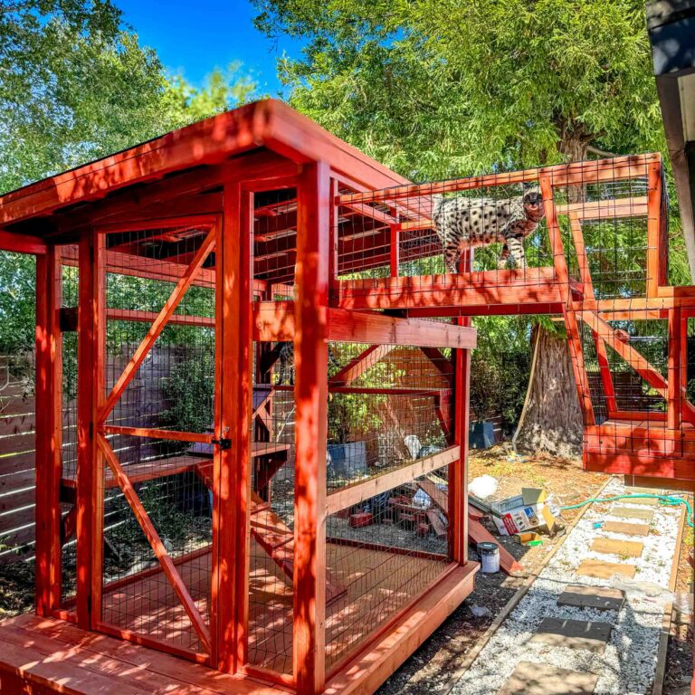 Large red-painted wooden catio with mesh walls, featuring an elevated tunnel where a spotted cat walks above the main enclosure.