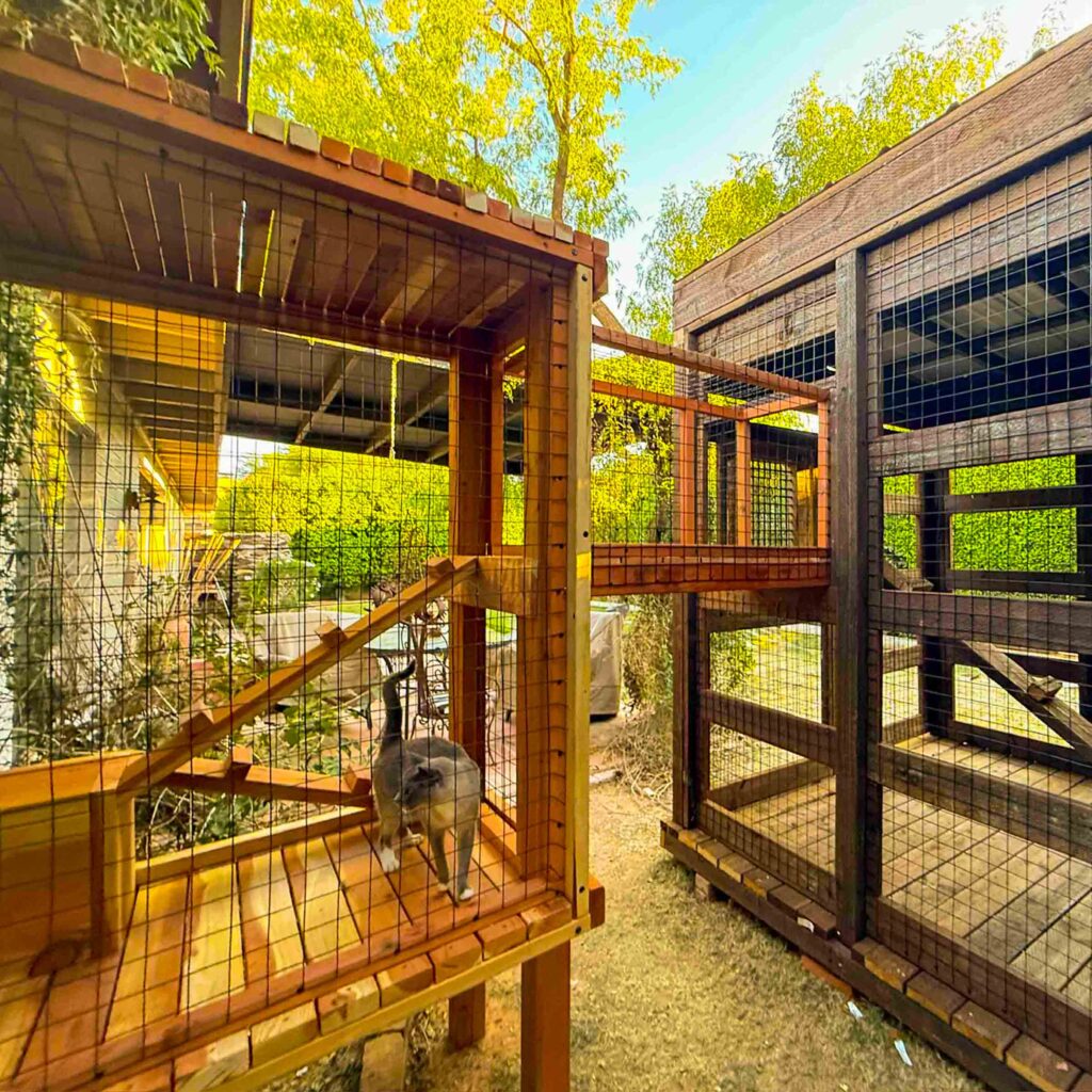 Gray cat walking inside a custom wooden catio with an elevated tunnel connecting two enclosures.