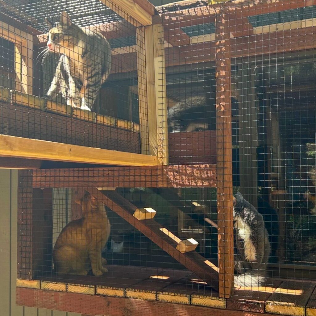 Three cats exploring a multi-level wooden catio with mesh walls and climbing stairs