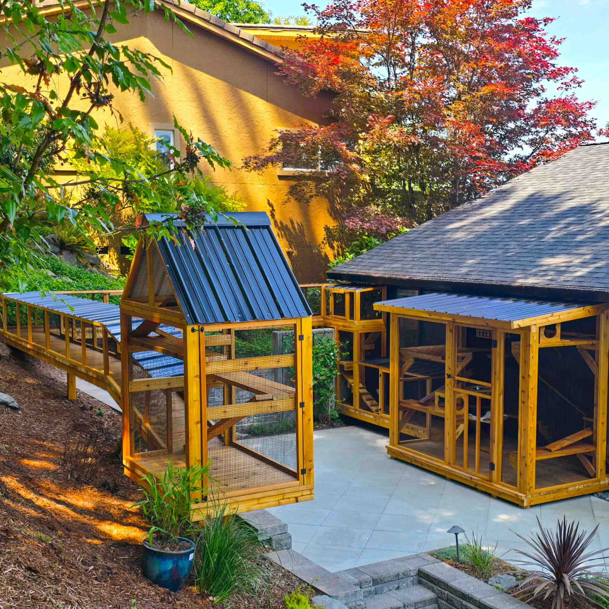 A backyard catio system with multiple wood-and-mesh enclosures and connecting tunnels under colorful trees.