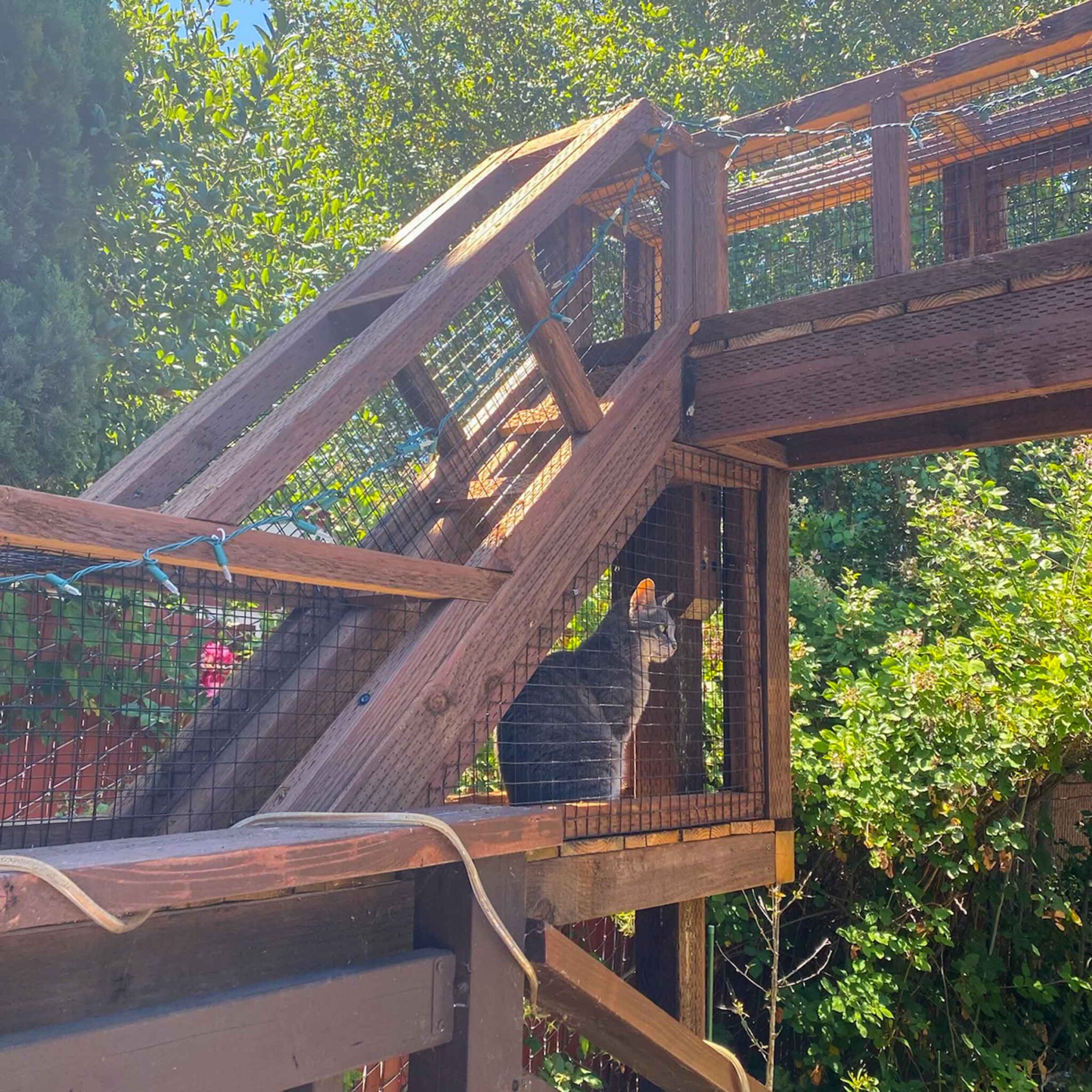 A cat inside a mesh-enclosed wooden tunnel ramp that extends upward toward a raised catio structure.