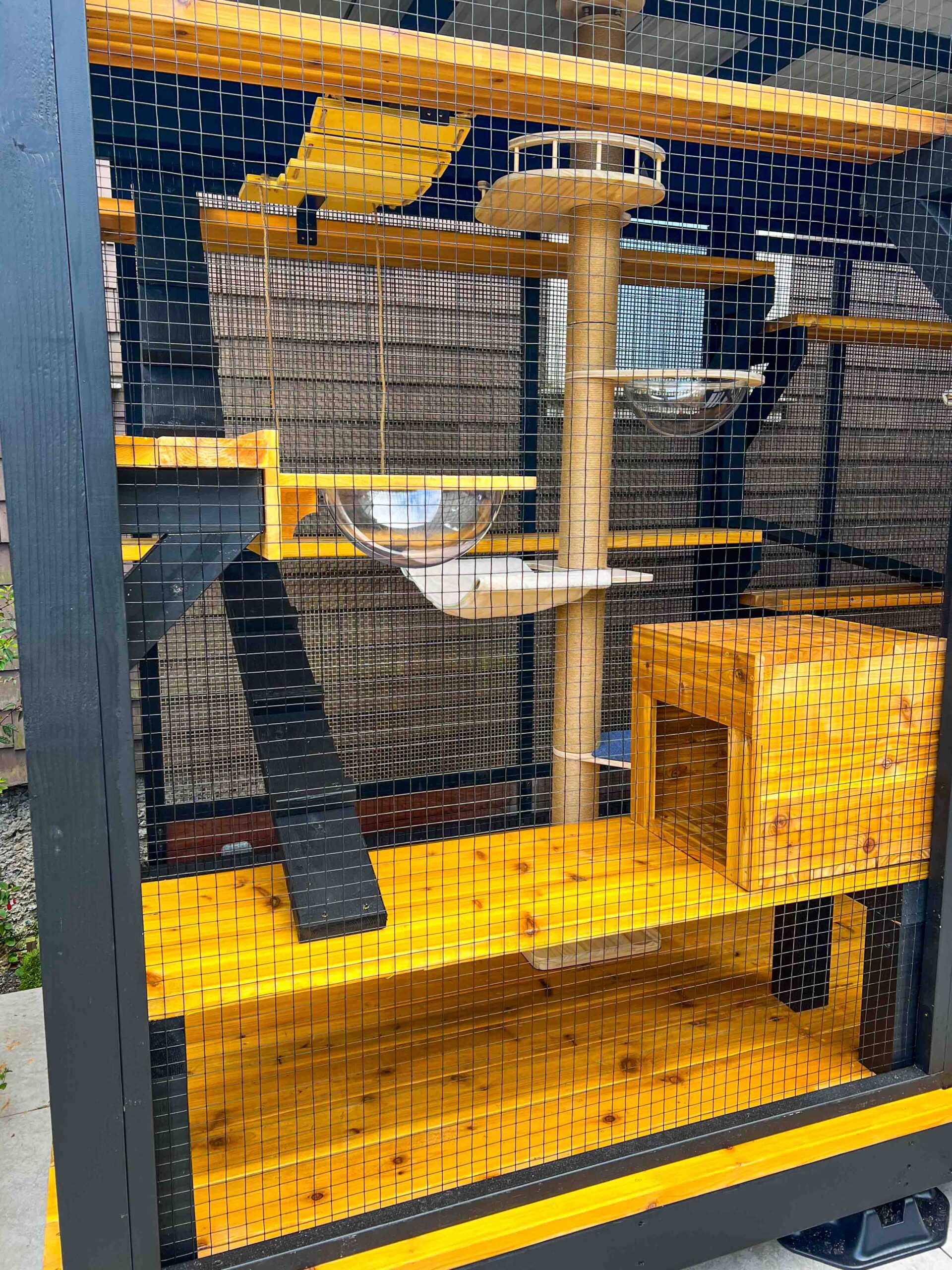Inside view of a multi-level custom catio with cedar platforms, climbing ramps, and a clear bubble perch.