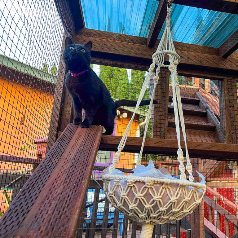 Black cat perched on a wooden ramp inside a catio with a blue polycarbonate roof and hanging hammock basket.