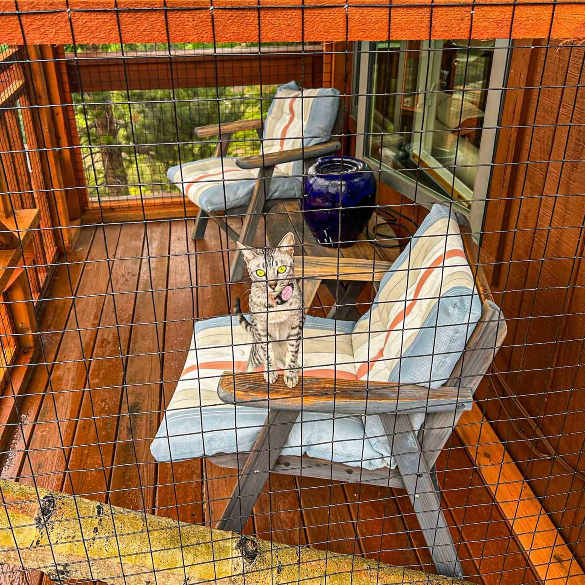 A gray tabby cat sits on a cushioned chair inside a fully enclosed wooden catio with mesh walls, enjoying the outdoors safely.