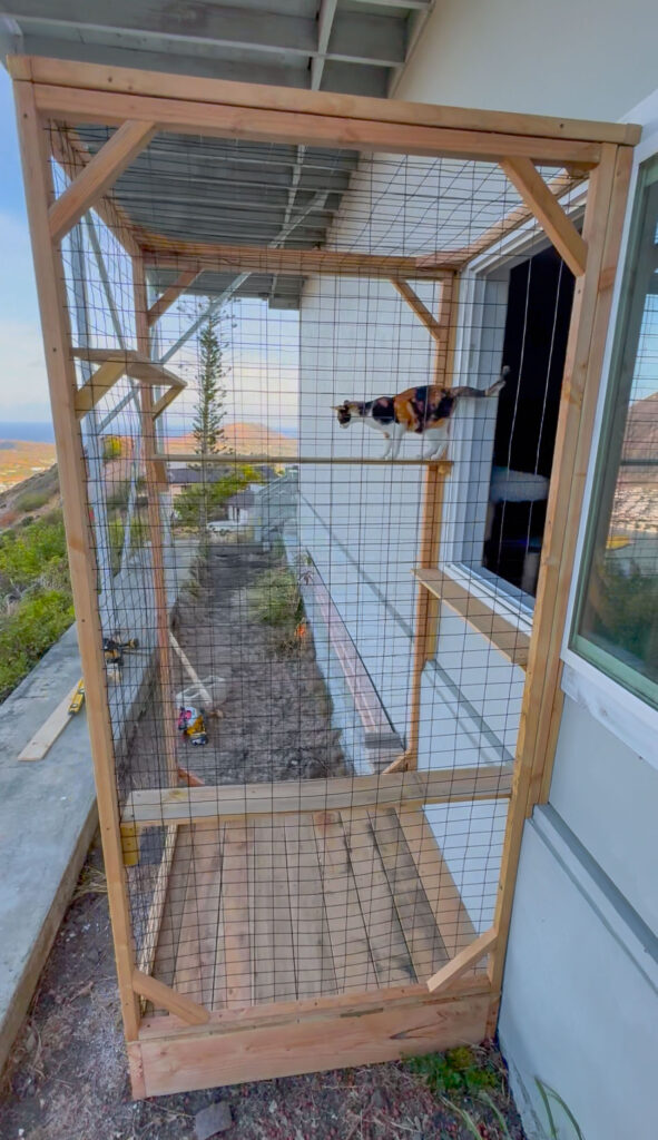 Cat walking across a wooden perch inside a custom outdoor catio overlooking the hills and ocean in Honolulu, Hawaii.