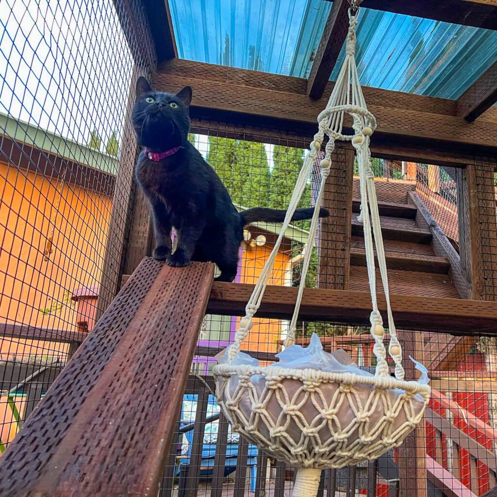 Black cat perched on a wooden ramp inside a covered catio with hanging hammock.