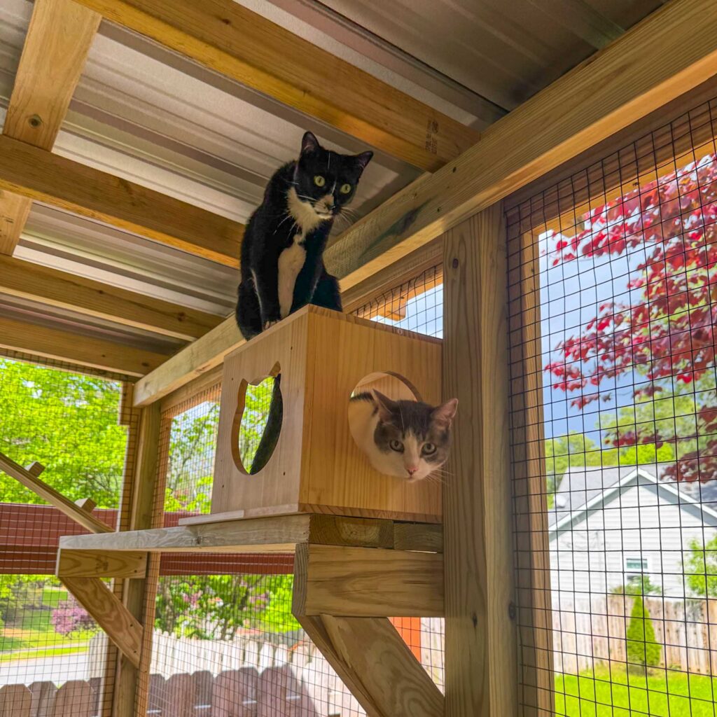 Two cats enjoying a wooden cube perch inside a custom outdoor catio.