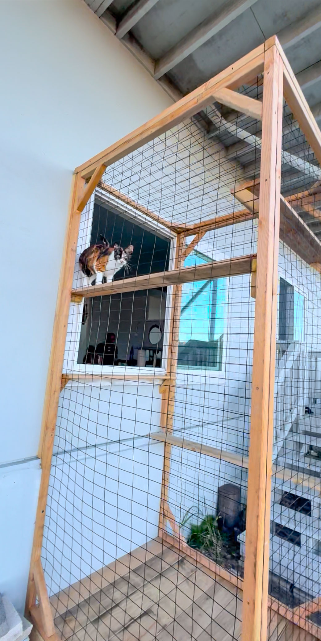 Custom Catio in Honolulu, Hawaii