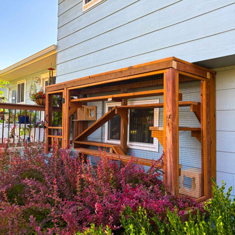 Large custom catio built against a light blue house, made of cedar wood with mesh walls, shelves, and a secure entry door surrounded by landscaped garden plants.