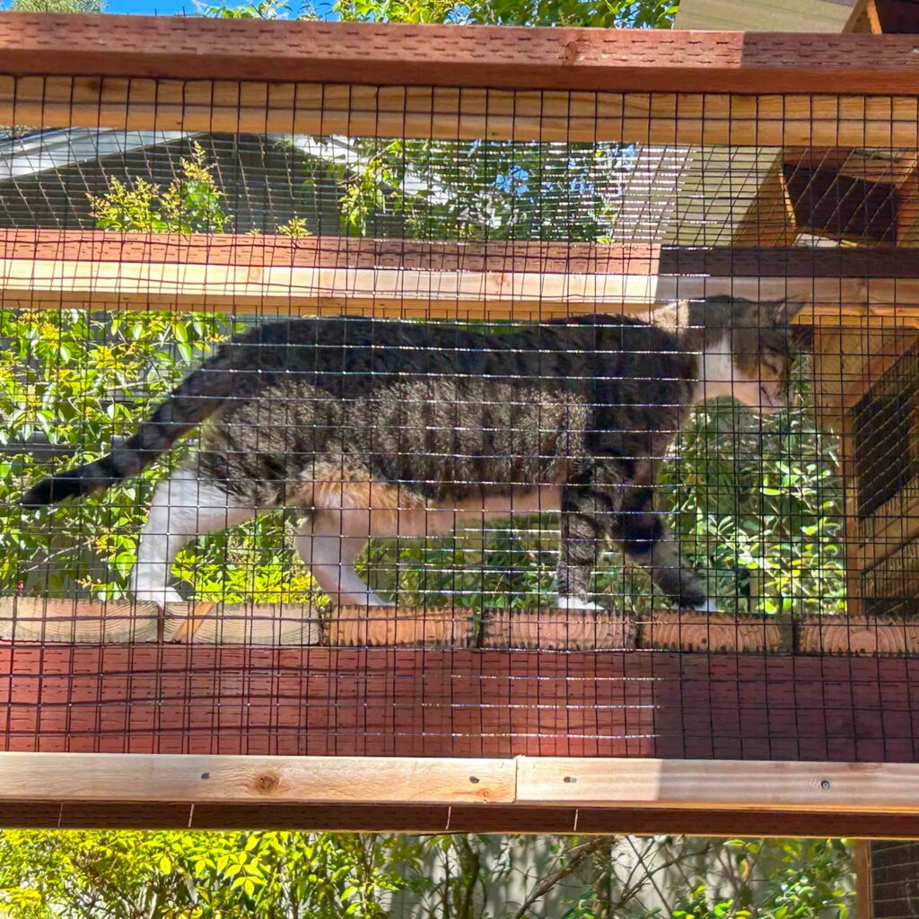 Cat walking through an enclosed elevated catio tunnel surrounded by greenery.