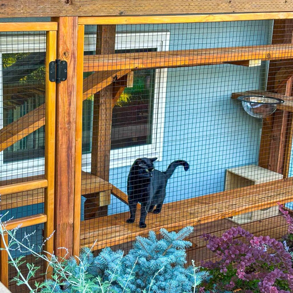 Black cat standing on a wooden shelf inside a screened catio with plants nearby.